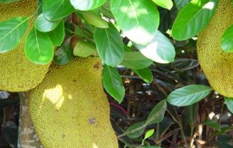 菠萝蜜 种植 方法