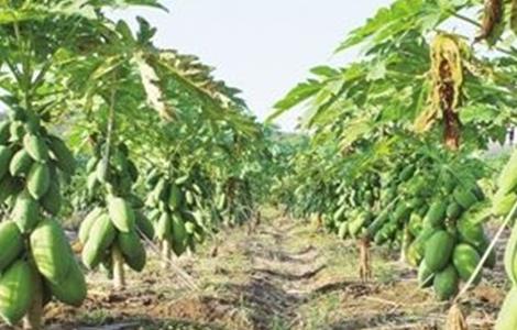 木瓜的育苗管理 木瓜的育苗管理方法