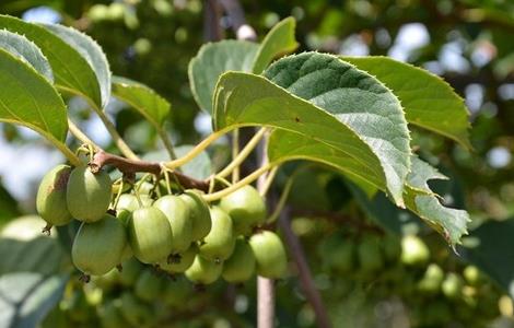 软枣猕猴桃 栽培 技术