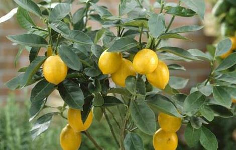 种植柠檬的注意事项 柠檬的种植方法和注意事项