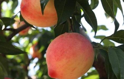 种植桃子如何提高品质 种植桃子如何提高品质和精神