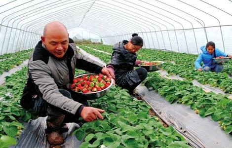 草莓高产栽培技术（草莓高产栽培技术要点）