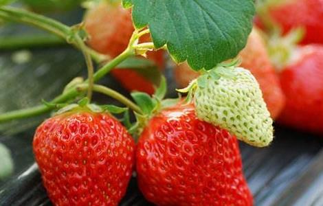 草莓常见病害及防治 草莓所有病害