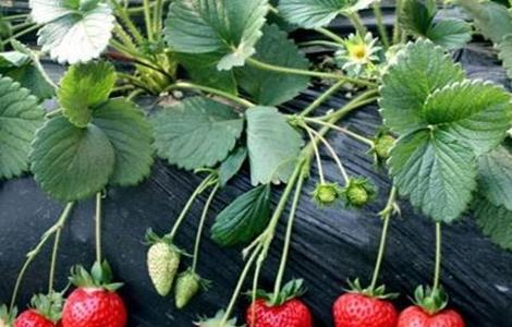 牛奶草莓的种植技术（牛奶草莓的种植技术与管理）
