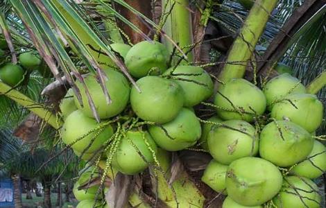 椰子种植的注意事项 椰子种植的注意事项和禁忌