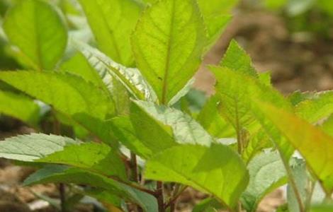 苹果种子种植方法