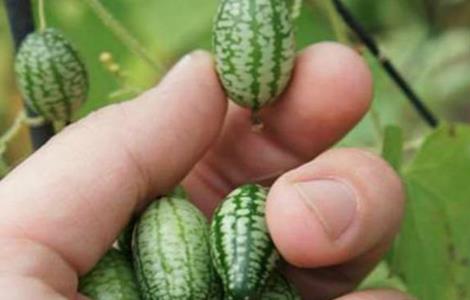 拇指西瓜种植方法 拇指西瓜种植方法搭架图片