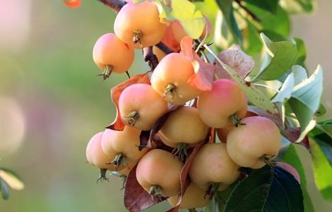 海棠果的果园管理 海棠果树盆栽怎么才能结果