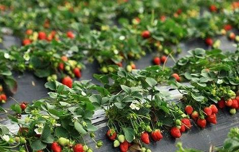 草莓水肥管理技术 草莓水肥管理技术规范