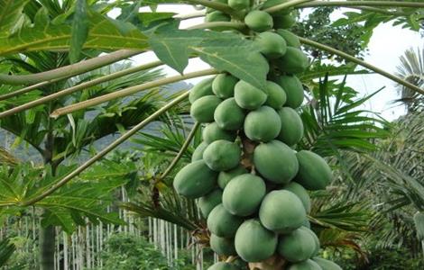 番木瓜的种植方法（番木瓜如何种植）