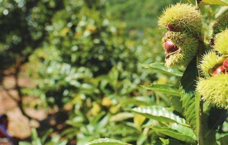 板栗树 种植 技术要点