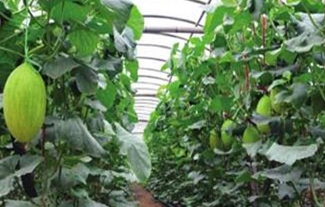 哈密瓜的种植技术