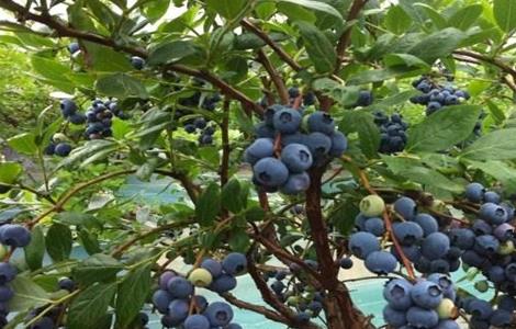 蓝莓 种植 注意事项