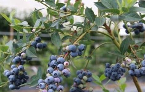 蓝莓 扦插繁殖 技术