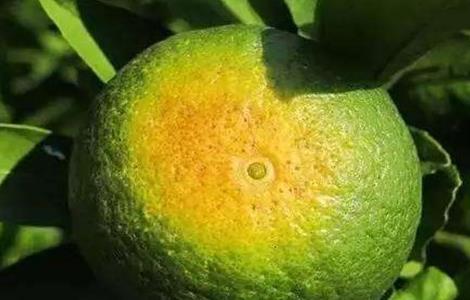 柑橘日灼病的防治方法