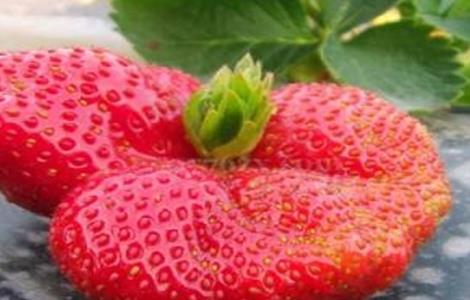 草莓畸形果的原因及预防措施（草莓畸形果的防治措施包括）