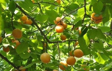 杏树采收后的管理方法 杏树采摘后如何管理