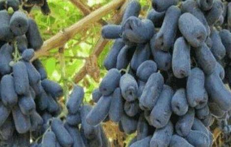 蓝宝石葡萄的花果管理技术（蓝宝石葡萄种植管理技术）