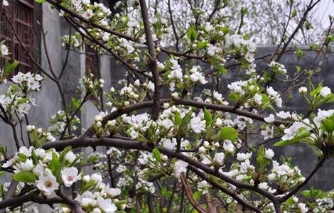 梨树反季节开花的原因及预防措施