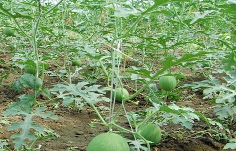 西瓜种植需要注意些什么 种植西瓜需要注意什么?