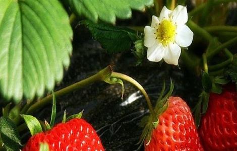 草莓春季管理要点（草莓春季管理要点有哪些）