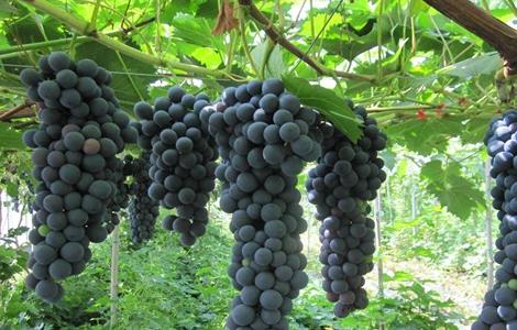 夏黑葡萄的种植技术 夏黑葡萄种植技术大全