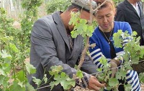 葡萄抹芽技术