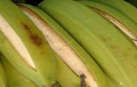 香蕉裂果的预防措施 香蕉裂果原因