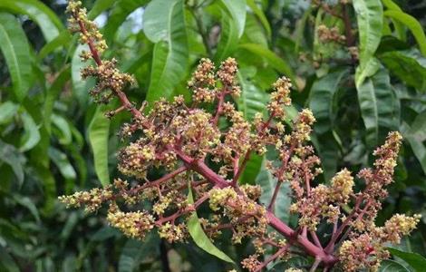 芒果 花期 管理要点