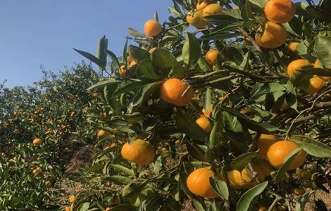 降低柑橘种植效益的因素（种植柑橘的有利条件）