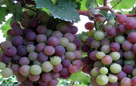 葡萄如何施肥 葡萄如何施肥让果实快速膨大