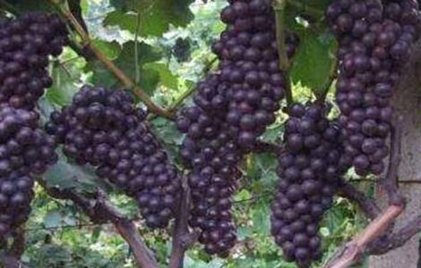 夏黑葡萄种植管理技术 夏黑葡萄种植技术讲座