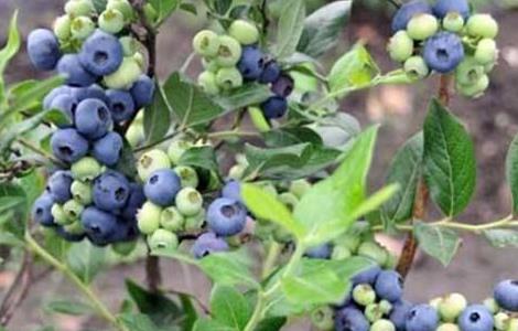 蓝莓高产栽培技术（蓝莓高产栽培技术有哪些）