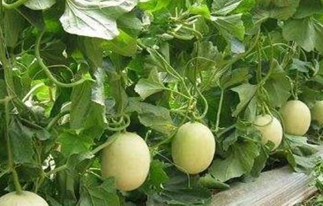 白兰瓜种植技术 白兰瓜种植技术和管理