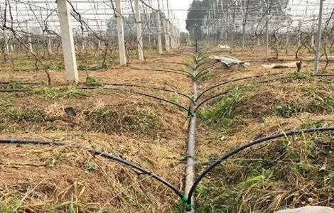 葡萄节水灌溉方法