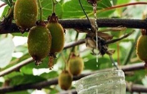 猕猴桃膨大期如何施肥