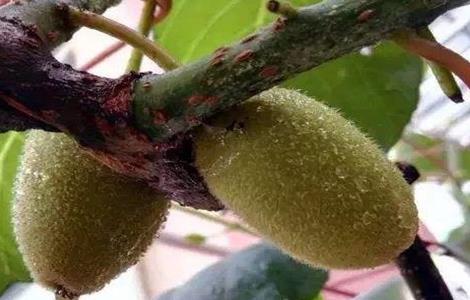 猕猴桃膨大期如何施肥