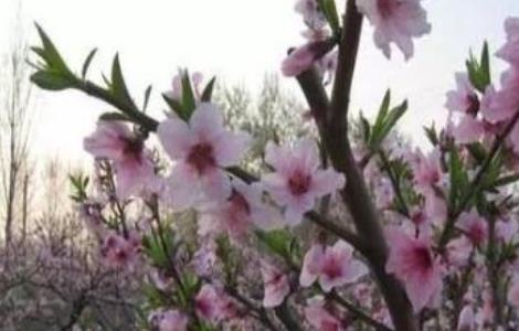 桃树花期管理要点 桃树花期管理要点是什么