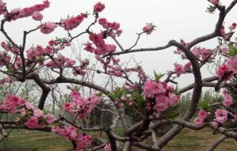 桃树花期管理要点