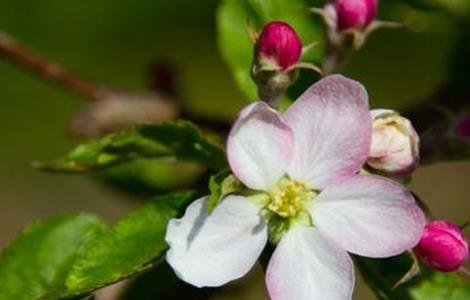 苹果树花期管理要点（苹果树的花期管理）