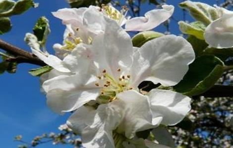 苹果树 花期 管理要点