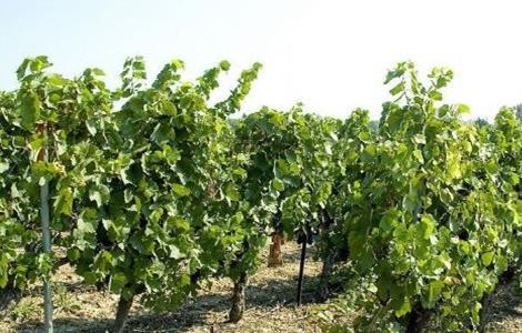 如何提高 葡萄 产量
