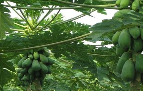 木瓜的种植方法和管理 木瓜的种植方法和管理视频