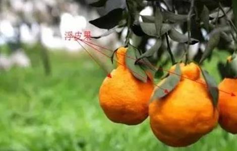 柑橘浮皮原因及防治措施（柑橘浮皮怎么防治）