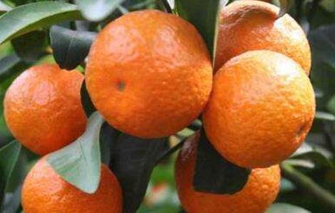 柑橘浮皮原因及防治措施