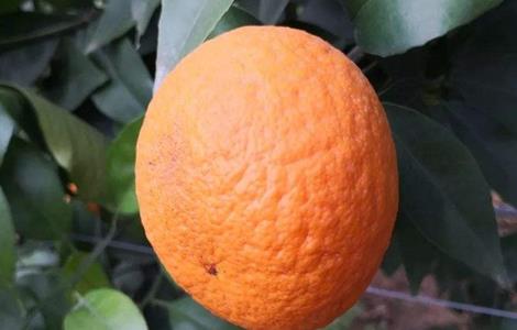 柑橘浮皮原因及防治措施