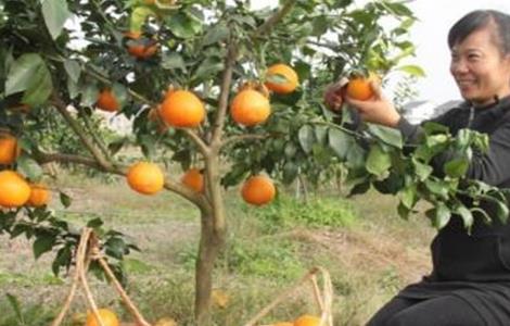 红美人柑橘种植技术 红美人柑橘种植技术要点