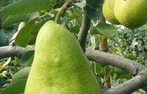 西洋梨的种植技术