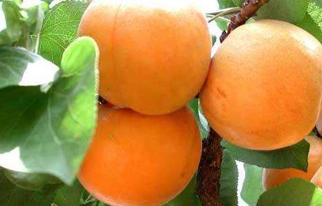 杏子什么时候播种 杏子什么时候播种最合适