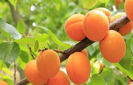 黄桃的科学果园管理技术 黄桃树管理技术